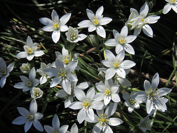 Ornithogalum umbellatum - Star of Bethlehem Image