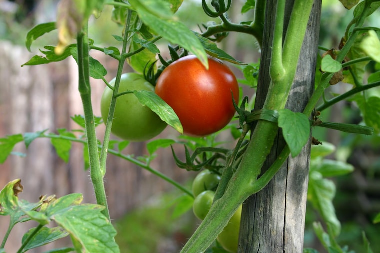 Growing Tomatoes